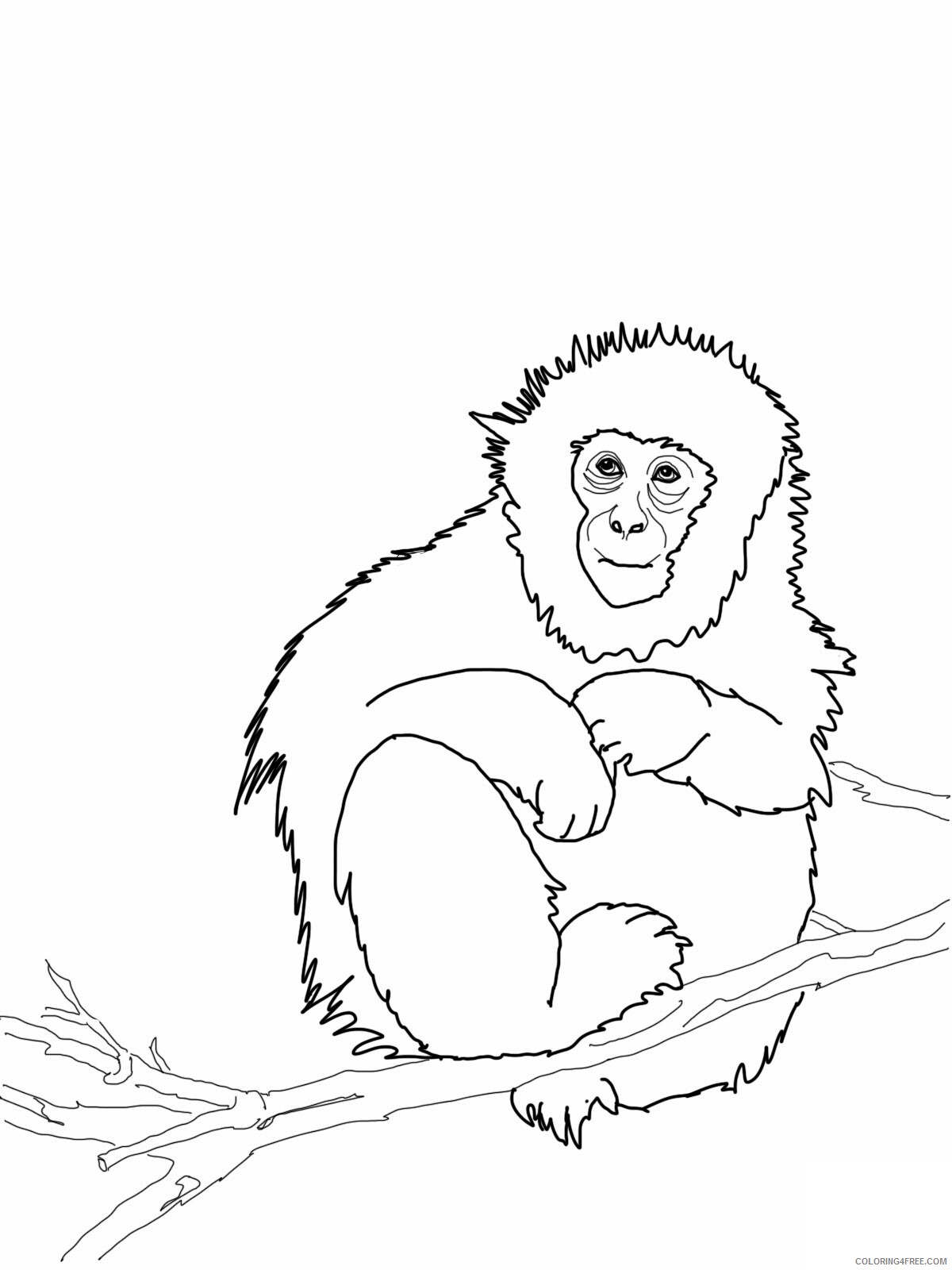 Monkey Coloring Pages Animal Printable Sheets Cute Monkey 2021 3300 Coloring4free