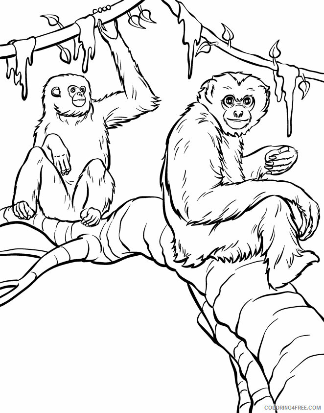 Monkey Coloring Pages Animal Printable Sheets Monkey 2021 3288 Coloring4free