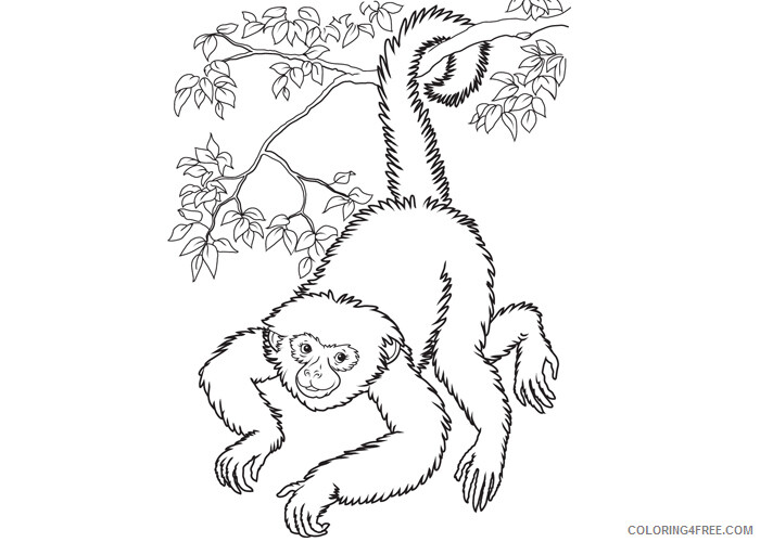 Monkey Coloring Pages Animal Printable Sheets Monkey 3 2021 3337 Coloring4free