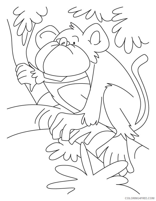 Monkey Coloring Pages Animal Printable Sheets Monkey Pictures 2021 3348 Coloring4free