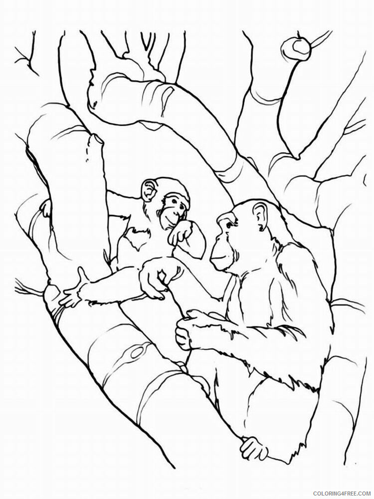 Monkey Coloring Pages Animal Printable Sheets Monkey animal 335 2021 3317 Coloring4free