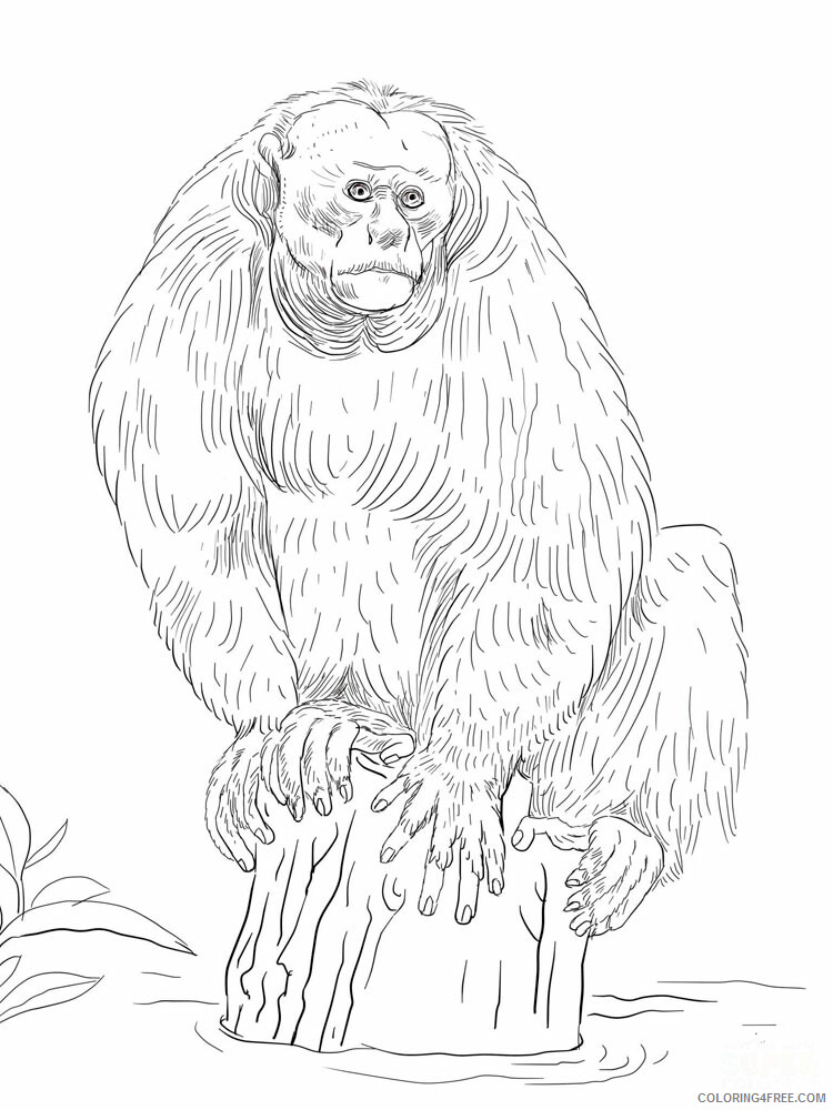 Monkey Coloring Pages Animal Printable Sheets Monkey animal 348 2021 3324 Coloring4free