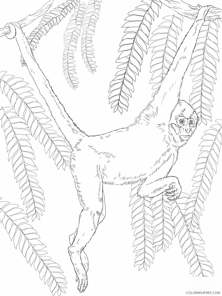 Monkey Coloring Pages Animal Printable Sheets Monkey animal 349 2021 3325 Coloring4free