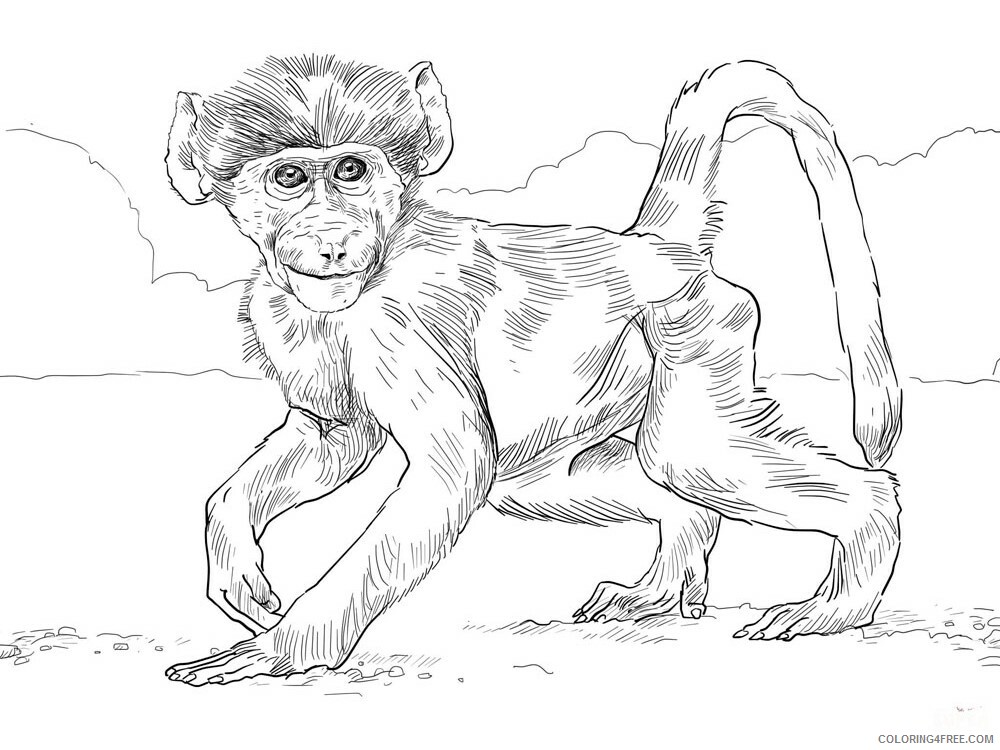Monkey Coloring Pages Animal Printable Sheets Monkey animal 351 2021 3326 Coloring4free