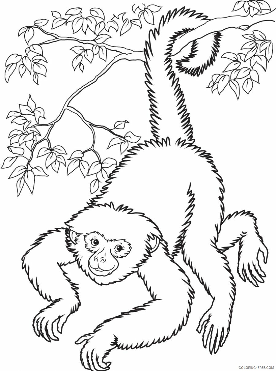 Monkey Coloring Pages Animal Printable Sheets Spider Monkey 2021 3362 Coloring4free
