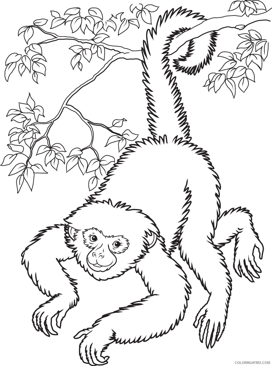 Monkey Coloring Pages Animal Printable Sheets of Monkeys To Print 2021 3293 Coloring4free