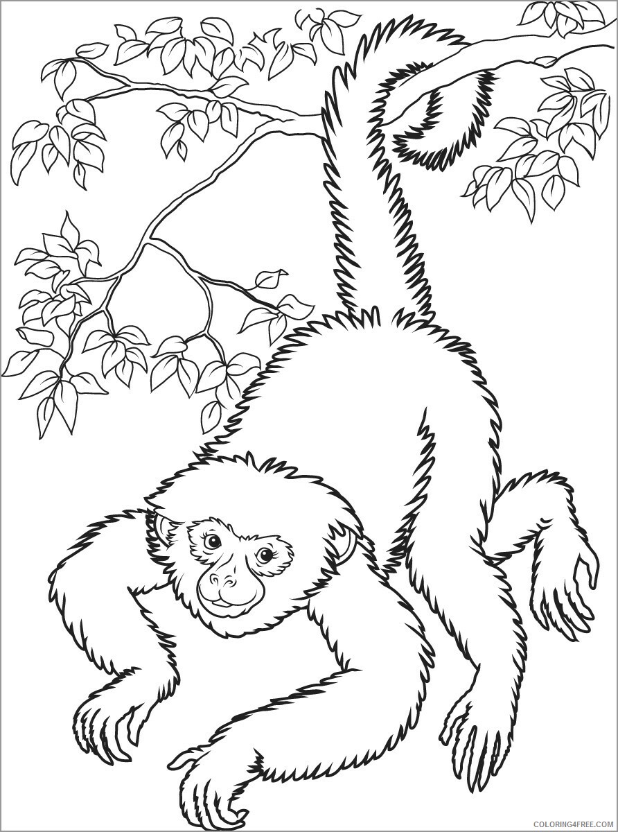 Monkey Coloring Pages Animal Printable Sheets realistic monkey in ...