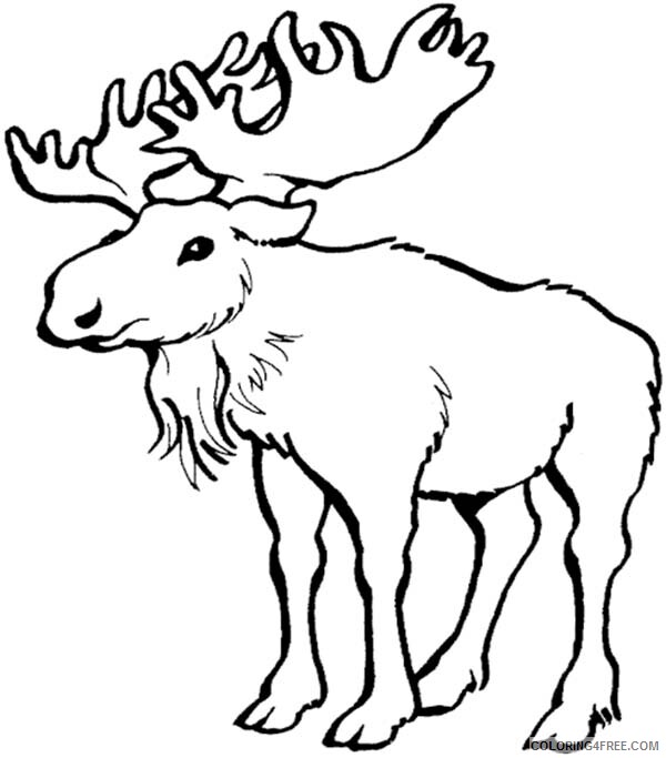 Moose Coloring Pages Animal Printable Sheets Baby Moose 2021 3363 Coloring4free