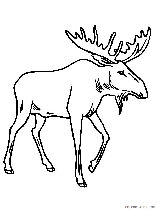 Moose Coloring Pages Animal Printable Sheets Free Moose 2 2021 3367 Coloring4free