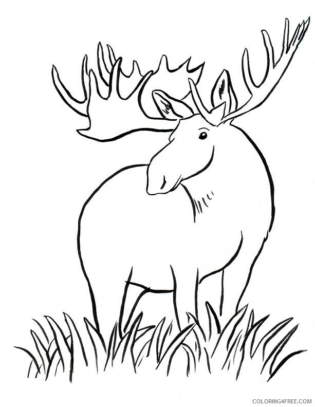 Moose Coloring Pages Animal Printable Sheets Free Moose 2021 3366 Coloring4free