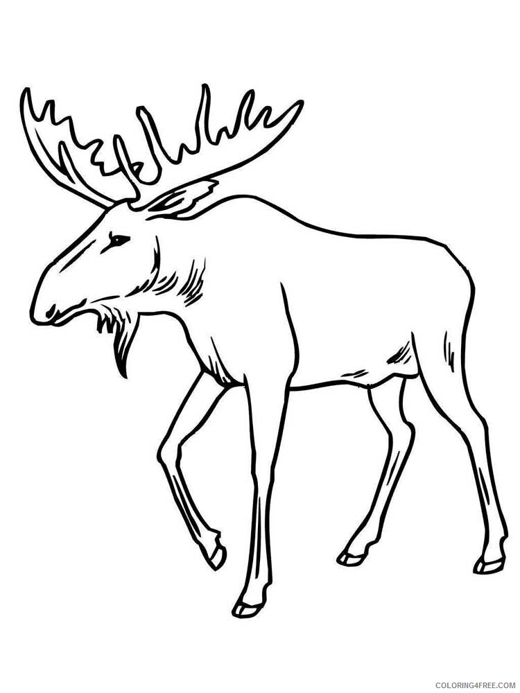 Moose Coloring Pages Animal Printable Sheets Moose 11 2021 3371 Coloring4free