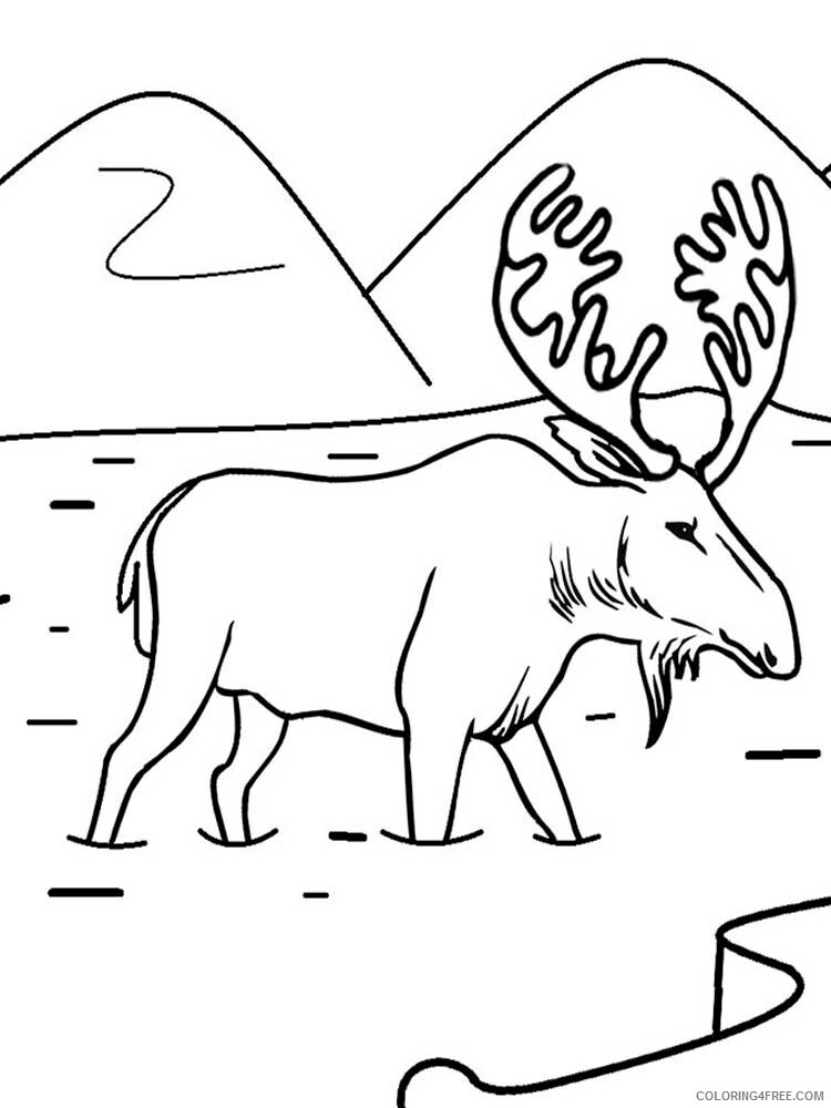 Moose Coloring Pages Animal Printable Sheets Moose 12 2021 3372 Coloring4free