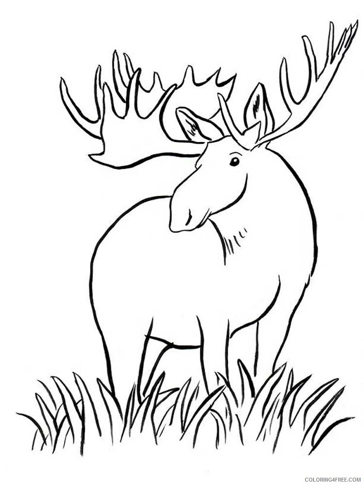 Moose Coloring Pages Animal Printable Sheets Moose 8 2021 3374 Coloring4free