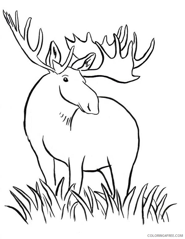 Moose Coloring Pages Animal Printable Sheets Moose to Print 2021 3378 Coloring4free