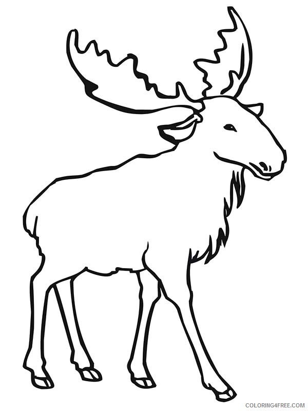 Moose Coloring Pages Animal Printable Sheets Printable Moose 2 2021 3379 Coloring4free