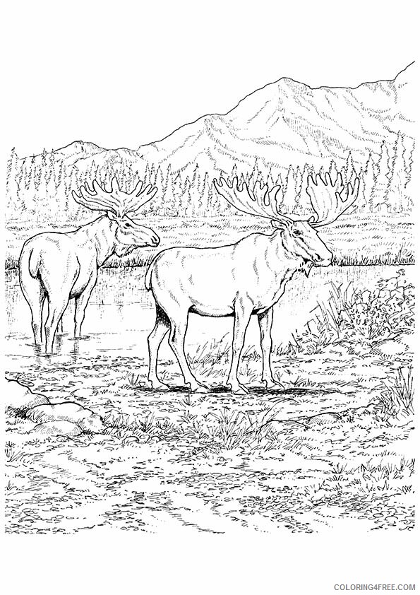 Moose Coloring Sheets Animal Coloring Pages Printable 2021 2899 Coloring4free