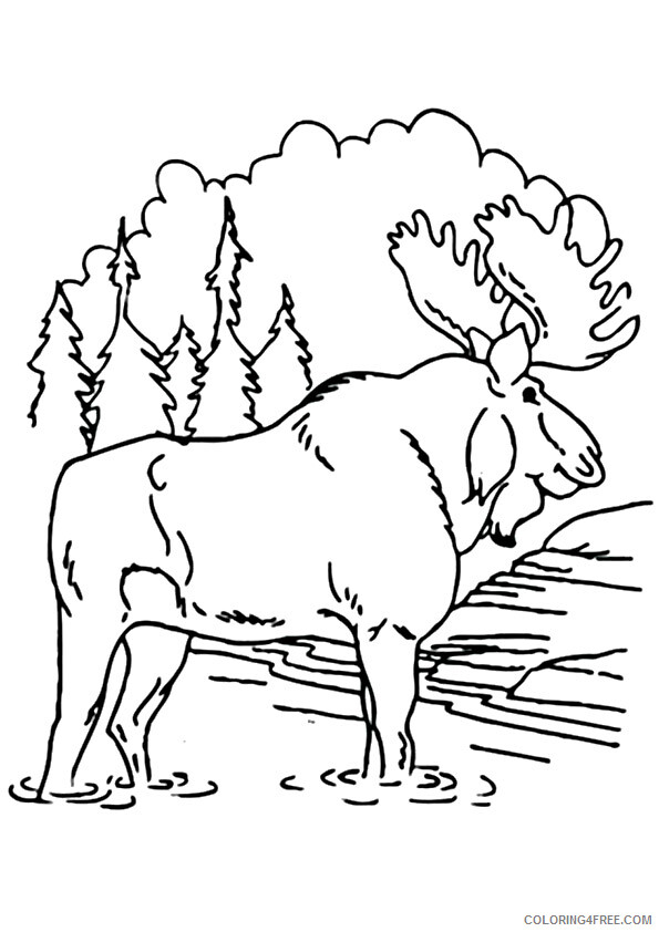 Moose Coloring Sheets Animal Coloring Pages Printable 2021 2906 Coloring4free