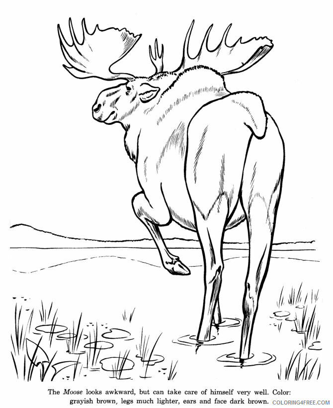 Moose Coloring Sheets Animal Coloring Pages Printable 2021 2913 Coloring4free