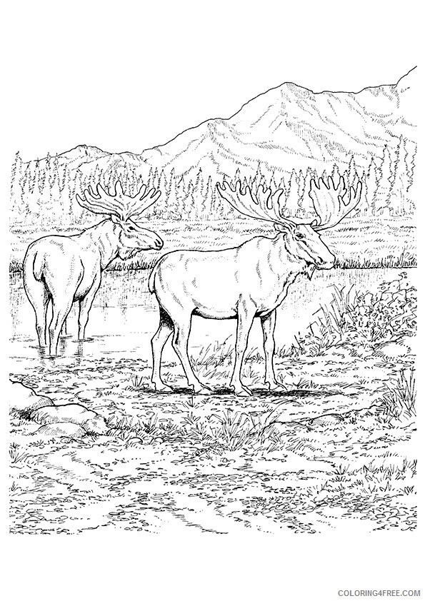 Moose Coloring Sheets Animal Coloring Pages Printable 2021 2926 Coloring4free