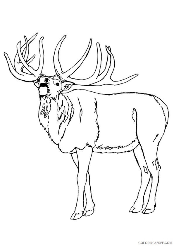 Moose Coloring Sheets Animal Coloring Pages Printable 2021 2929 Coloring4free