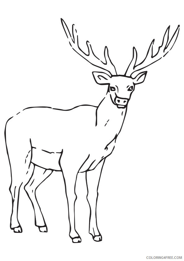 Moose Coloring Sheets Animal Coloring Pages Printable 2021 2930 Coloring4free