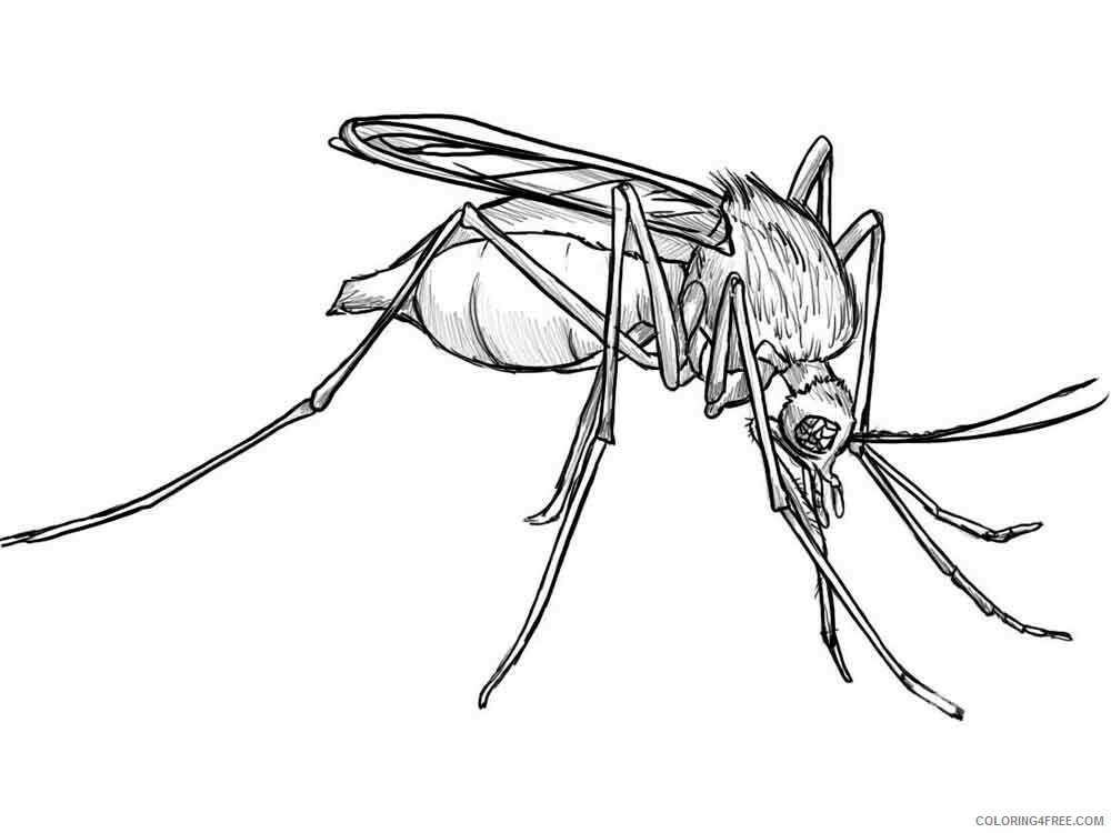 Mosquito Coloring Pages Animal Printable Sheets Mosquito 11 2021 3383 Coloring4free