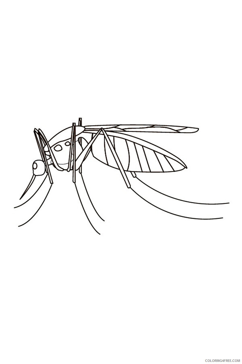Mosquito Coloring Pages Animal Printable Sheets Mosquito 2021 3391 Coloring4free