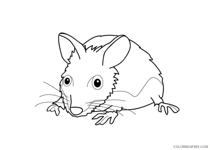 Mouse Coloring Pages Animal Printable Sheets Mouse 2 2021 3444 Coloring4free