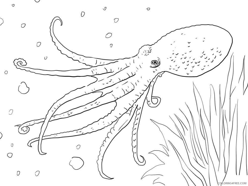 Octopus Coloring Pages Animal Printable Sheets Octopus 10 2021 3515 Coloring4free