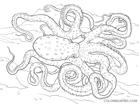 Octopus Coloring Pages Animal Printable Sheets octopus 2021 3510 Coloring4free