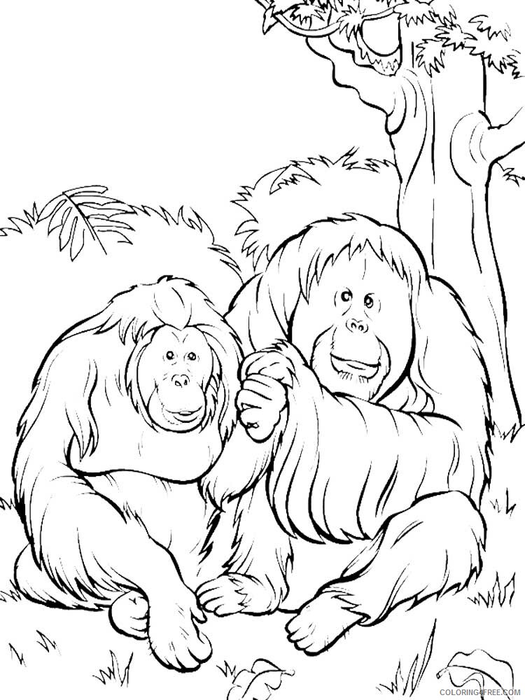 Orangutan Coloring Pages Animal Printable Sheets Orangutan 4 2021 3542 Coloring4free