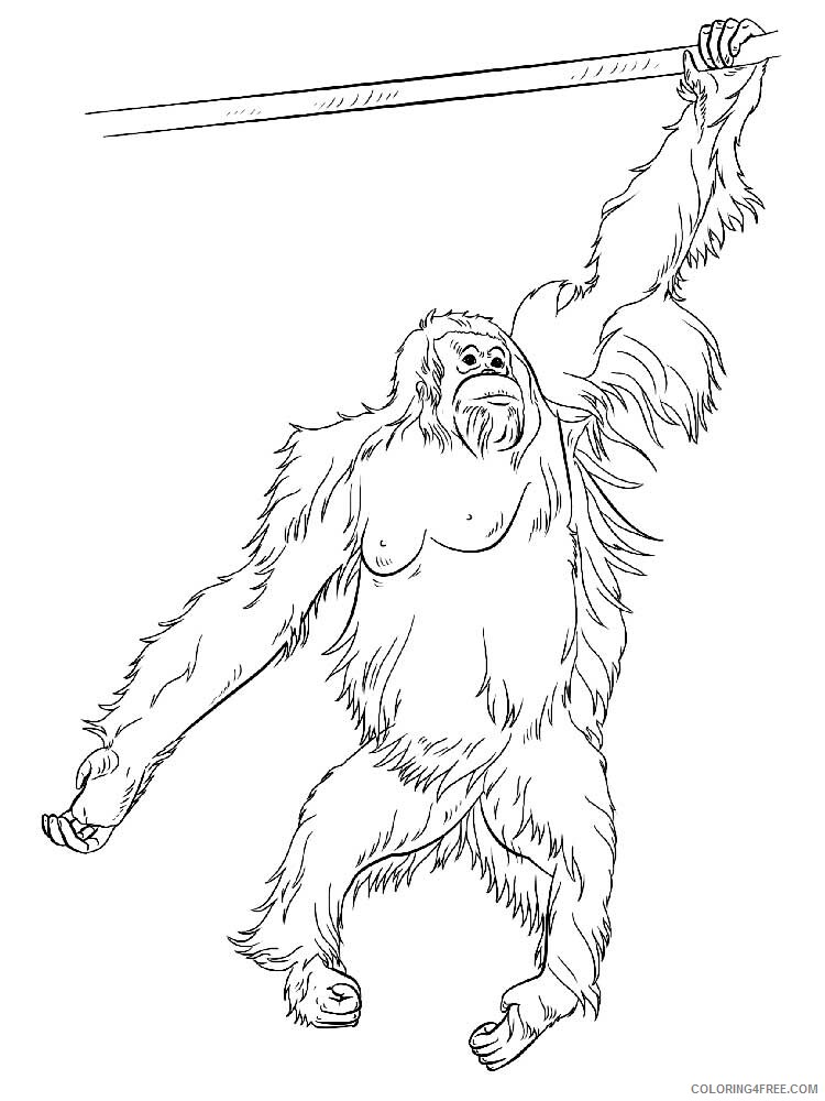 Orangutan Coloring Pages Animal Printable Sheets Orangutan 7 2021 3544 Coloring4free