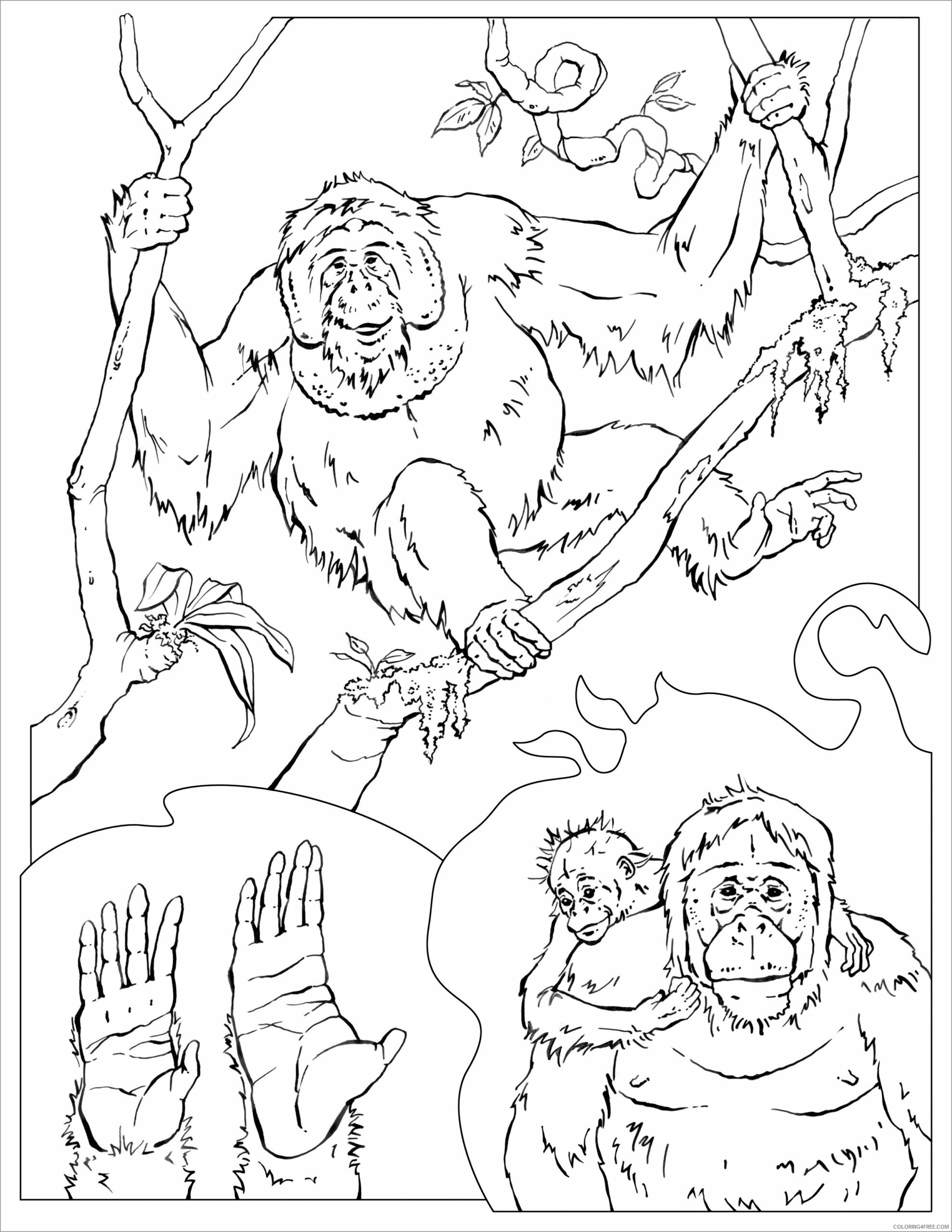 Orangutan Coloring Pages Animal Printable Sheets wildlife orangutan 2021 3548 Coloring4free
