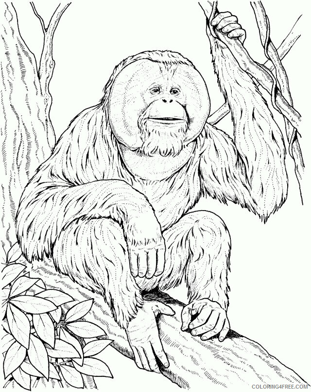 Orangutan Coloring Sheets Animal Coloring Pages Printable 2021 2983 Coloring4free