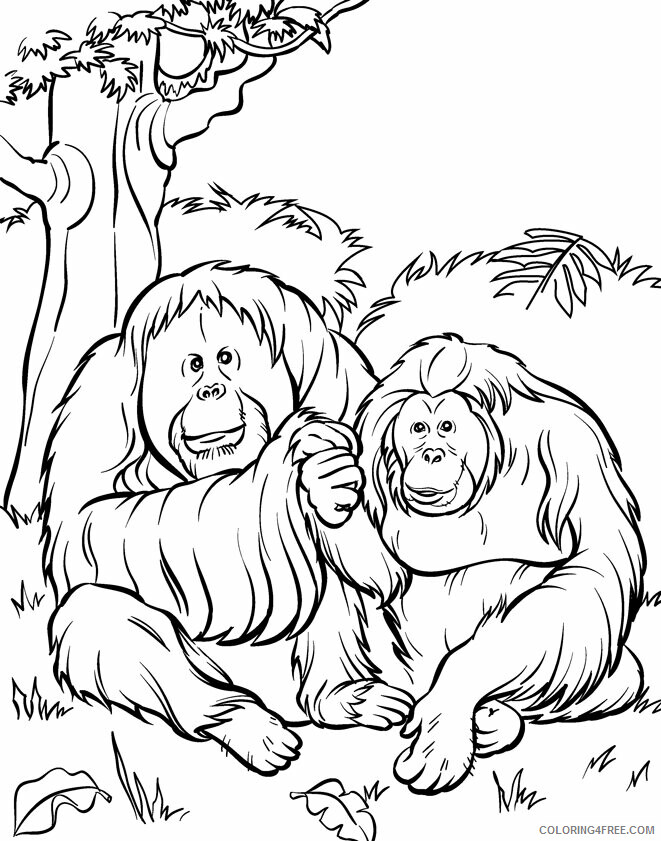 Orangutan Coloring Sheets Animal Coloring Pages Printable 2021 2985 Coloring4free