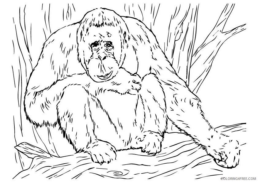 Orangutan Coloring Sheets Animal Coloring Pages Printable 2021 2986 Coloring4free