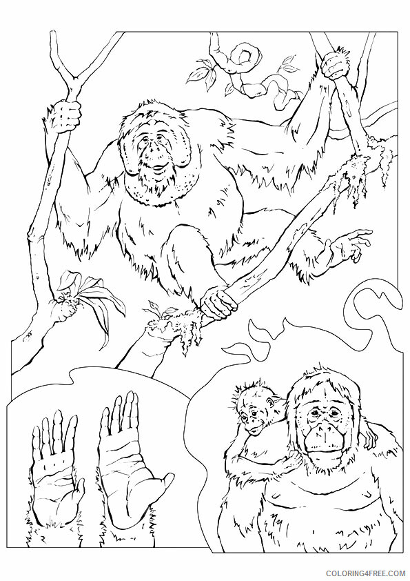 Orangutan Coloring Sheets Animal Coloring Pages Printable 2021 2987 Coloring4free
