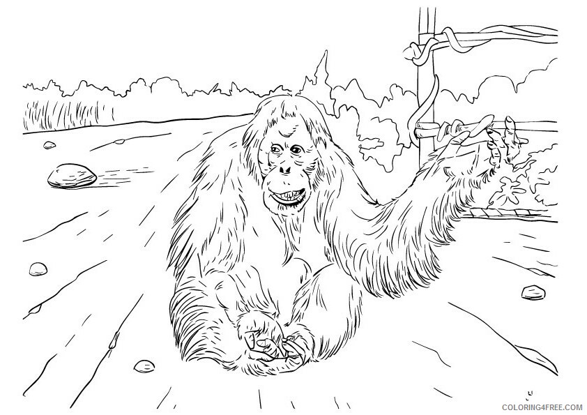 Orangutan Coloring Sheets Animal Coloring Pages Printable 2021 2988 Coloring4free