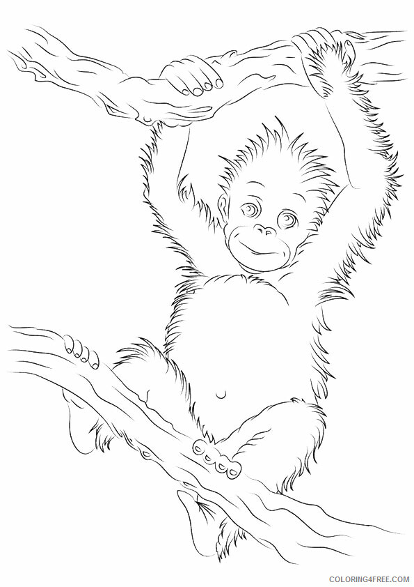 Orangutan Coloring Sheets Animal Coloring Pages Printable 2021 2993 Coloring4free