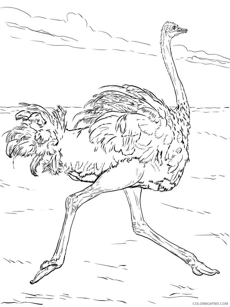 Ostrich Coloring Pages Animal Printable Sheets Ostrich birds 10 2021 3558 Coloring4free