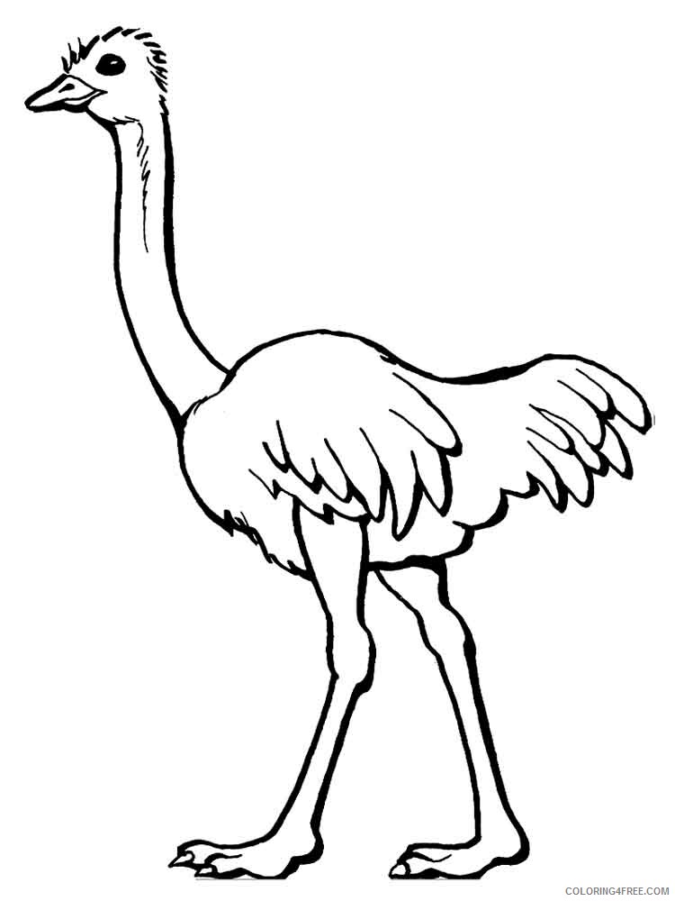 Ostrich Coloring Pages Animal Printable Sheets Ostrich birds 12 2021 3559 Coloring4free