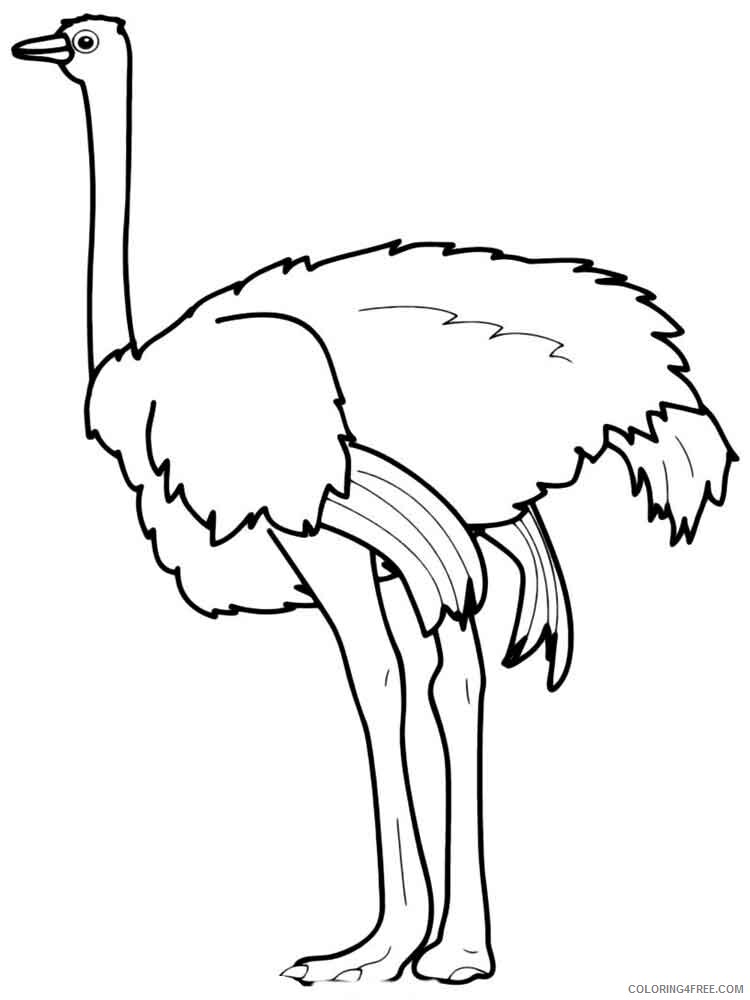 Ostrich Coloring Pages Animal Printable Sheets Ostrich birds 15 2021 3560 Coloring4free