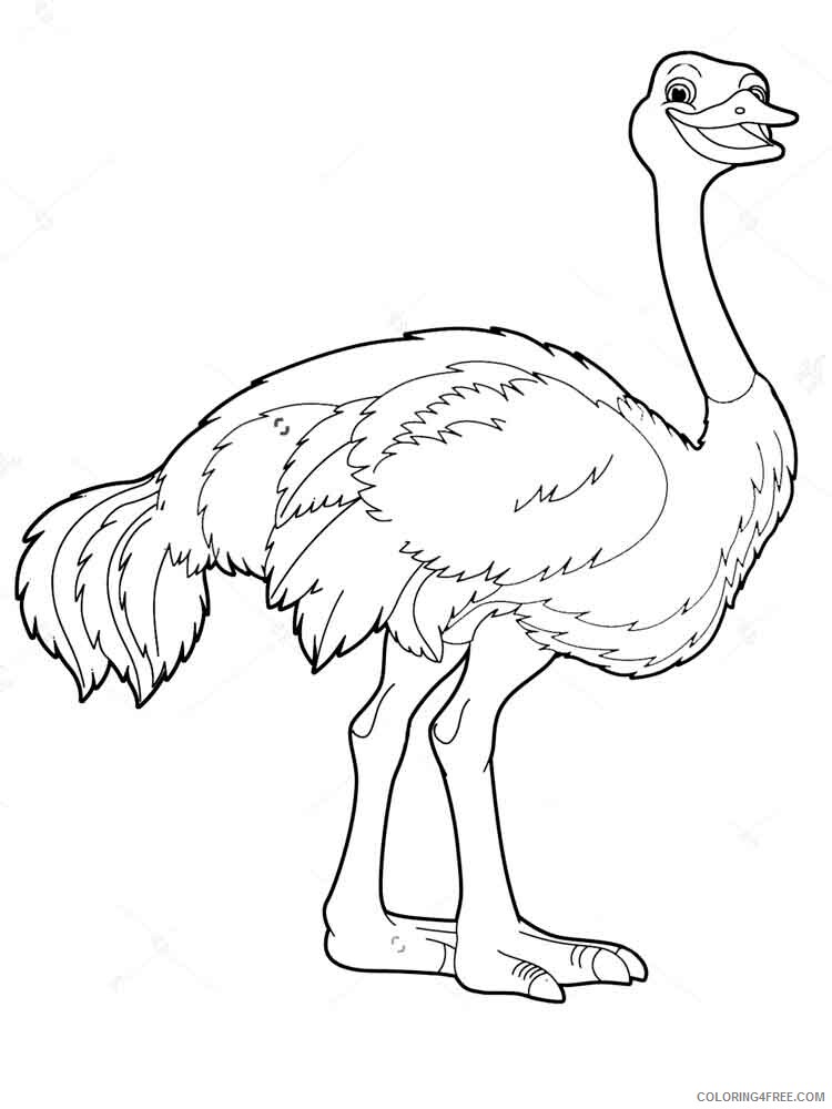 Ostrich Coloring Pages Animal Printable Sheets Ostrich birds 16 2021 3561 Coloring4free