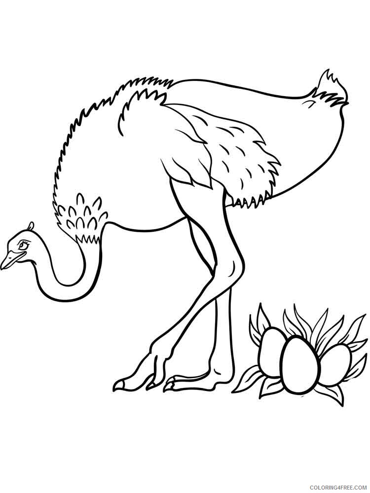 Ostrich Coloring Pages Animal Printable Sheets Ostrich birds 17 2021 3562 Coloring4free