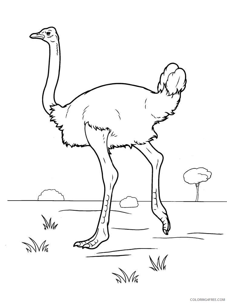 Ostrich Coloring Pages Animal Printable Sheets Ostrich birds 2 2021 3563 Coloring4free