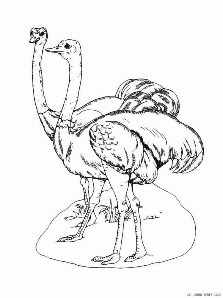 Ostrich Coloring Pages Animal Printable Sheets Ostrich birds 4 2021 3565 Coloring4free