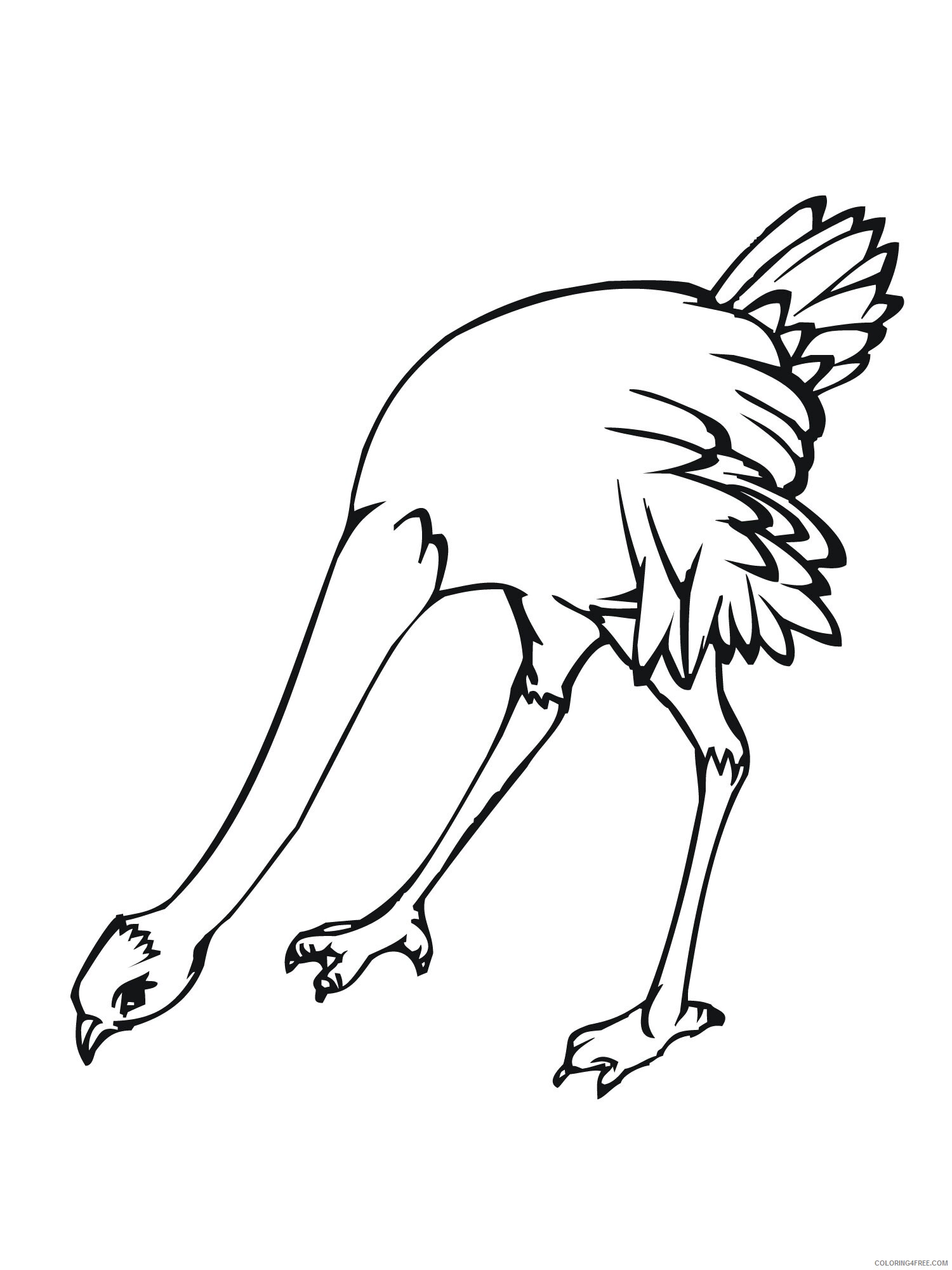 Ostrich Coloring Pages Animal Printable Sheets of Ostrich 2021 3549 Coloring4free