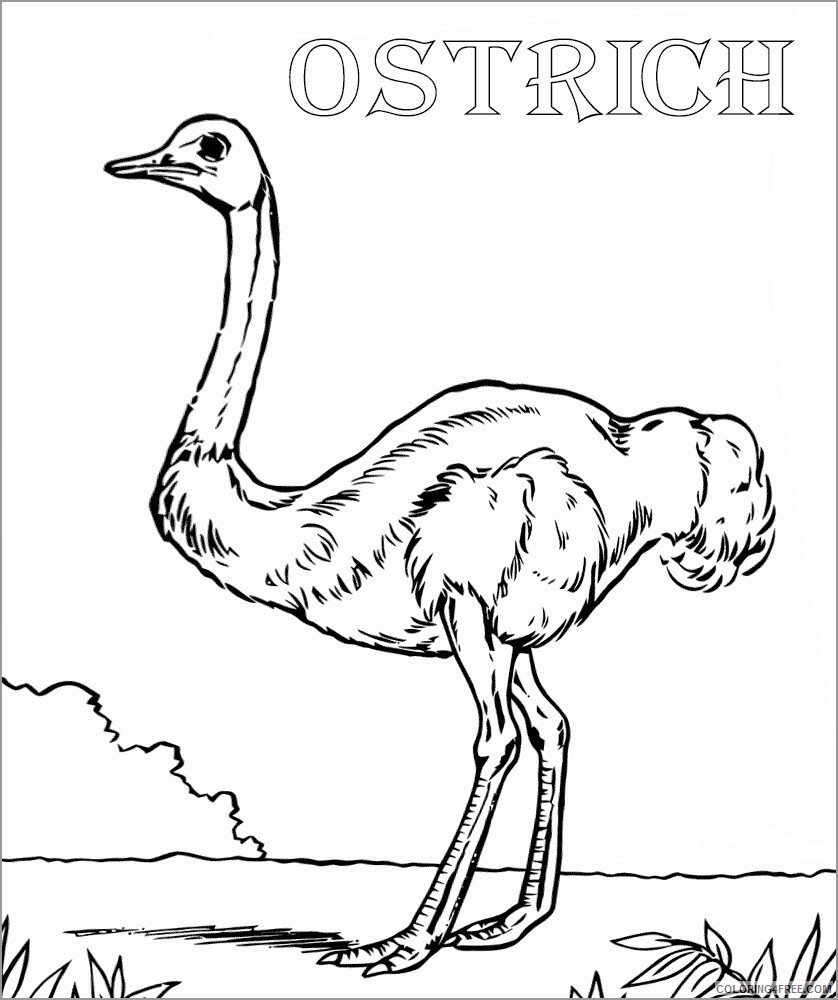 Ostrich Coloring Pages Animal Printable Sheets ostrich free 2021 3569 Coloring4free