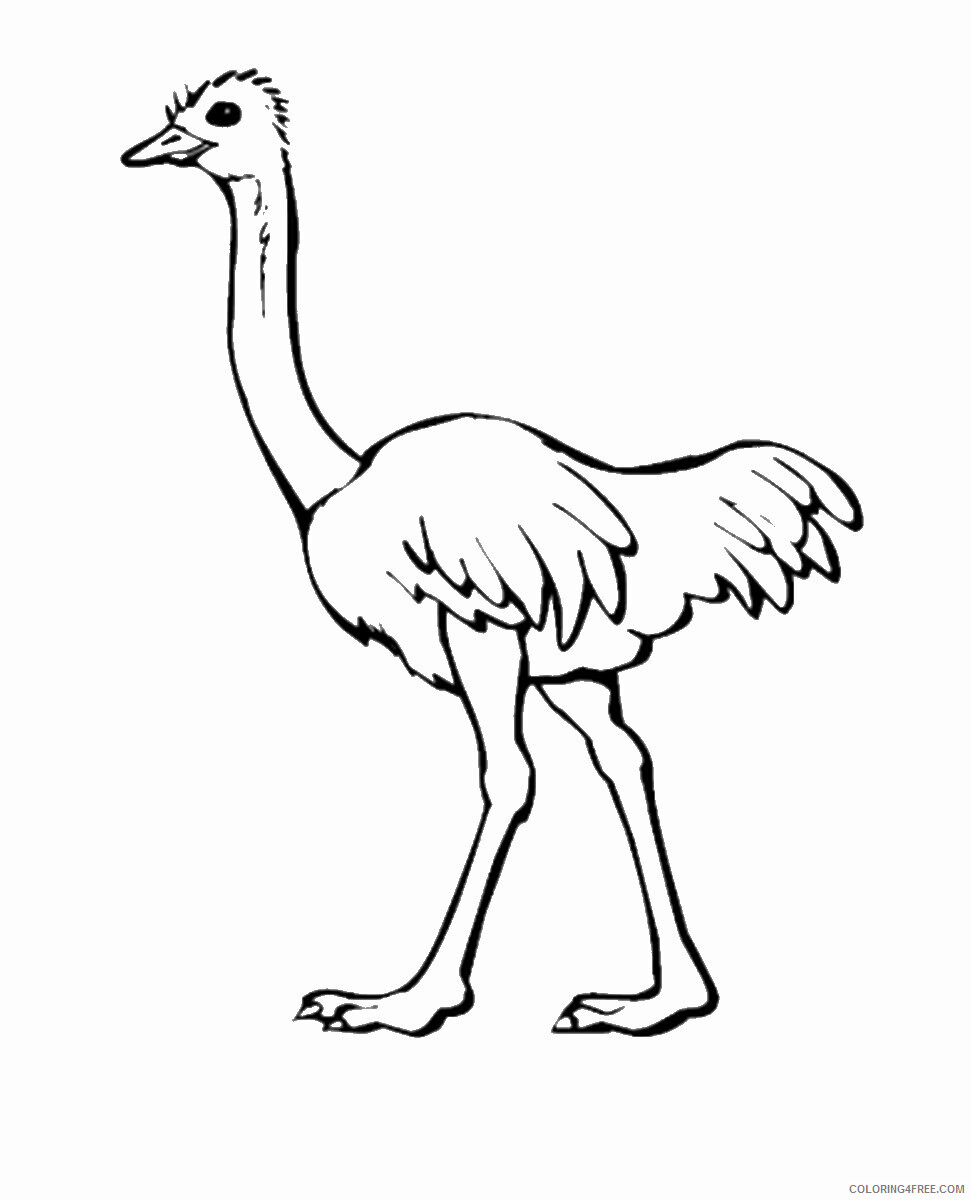 Ostrich Coloring Pages Animal Printable Sheets ostrich_cl_13 2021 3555 Coloring4free