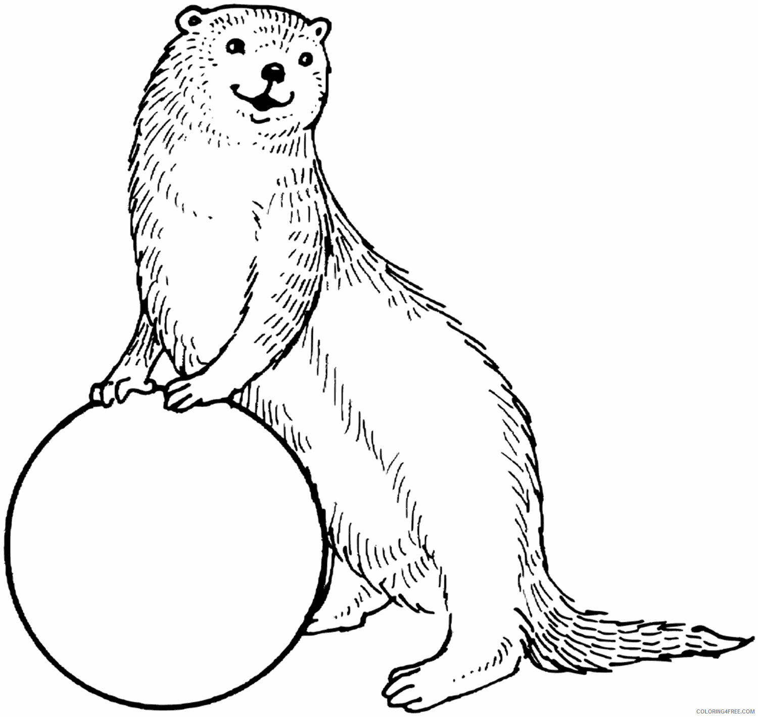 Otter Coloring Pages Animal Printable Sheets Otter with a Ball 2021 3594 Coloring4free